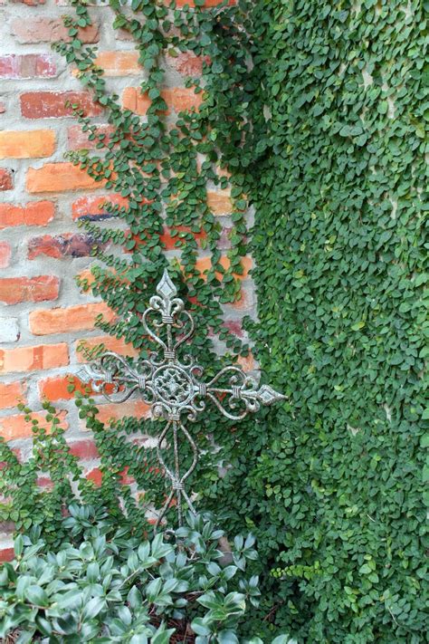 Best Wall Climbing Plants at Krystal Emmett blog