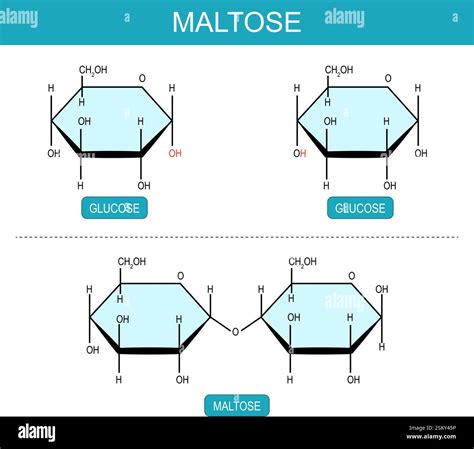 Maltose and Glucose molecules. Molecular chemical structural formula ...