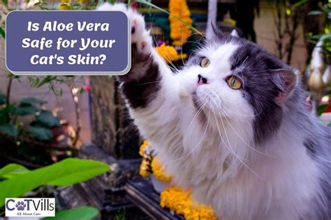 Can Cats Eat Aloe Leaves at Harold Raines blog