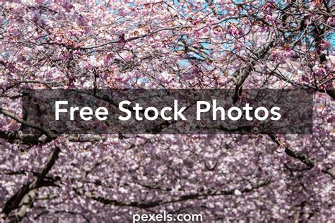 Image result for Swedish Spring