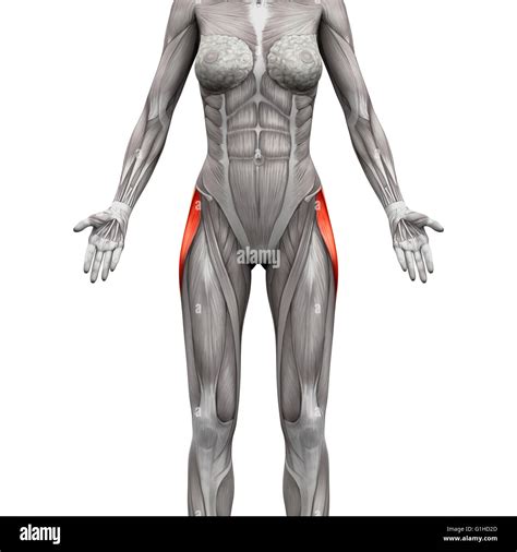 Tensor Fasciae Latae Muscle - Anatomy Muscles isolated on white - 3D ...
