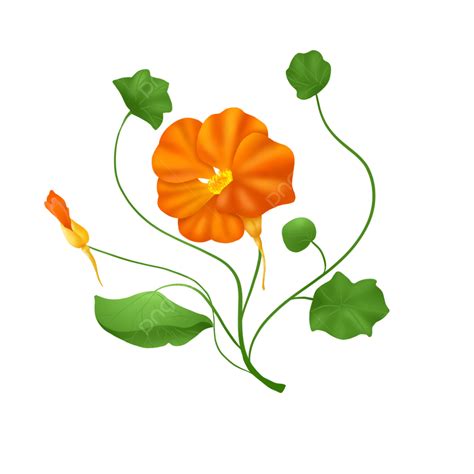 Vine Flowers PNG Picture, Orange Vine Flowers, Orange, Flowers, Vine ...
