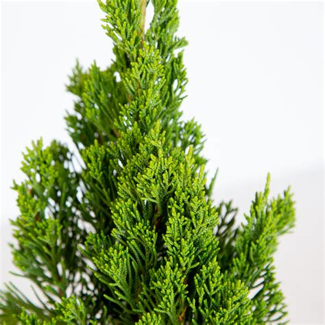 Juniper Leaves Hollywood Juniper Torulosa | Evergreen Shrub – Plants
