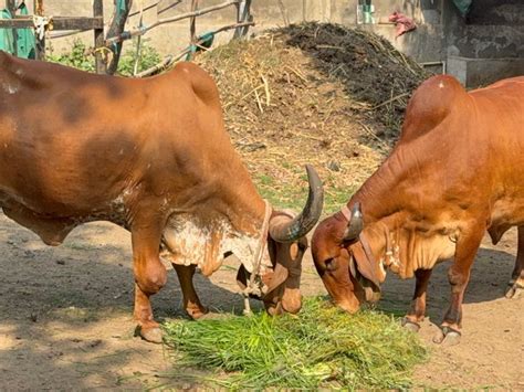 Surat Cows Infertility After Overfed Laddu During Makar Sankranti