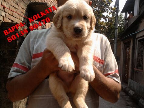 Champion pedigree golden retriever puppies available ~ friends kennel ...