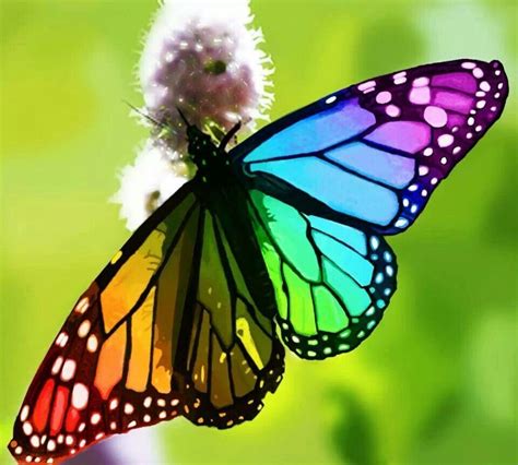 butterfly pictures real life