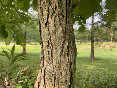 Bur Oak - Creasey Mahan Nature Preserve