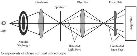 Image result for Phase Contrast Microscope