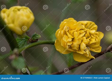 Double-flowered Japanese Rose Kerria Japonica Pleniflora, Budding ...