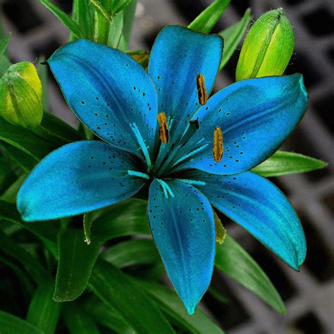 Blue Lily Flowers