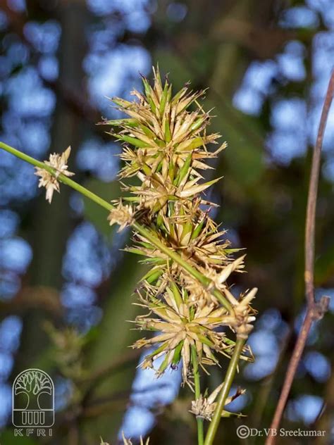 Dendrocalamus stocksii | Bamboo Info