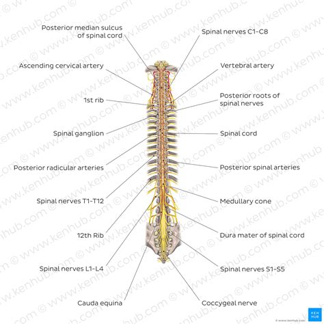 Image result for Spinal Cord Structure and Function