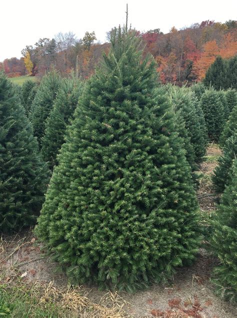 Buckendorf Family Tree Farm | U-Cut & Pre-Cut Christmas Trees in Salem ...