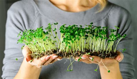 Best MicroGreen Kit By Clan Earth - DIY Home Kit - Suspire