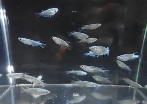 [FS] - Fresno, CA - $3 - Platinum Blue Miyuki Medaka, Japanese Rice ...
