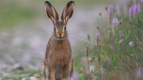 Born Free’s Budget response: The UK must invest in nature and wildlife without delay - Born Free