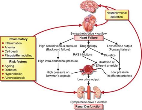 Image result for Heart Failer Compensatory Processes