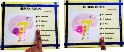 ONTEX ELECTRONICS Human Brain Biology Working Model Educational Science ...