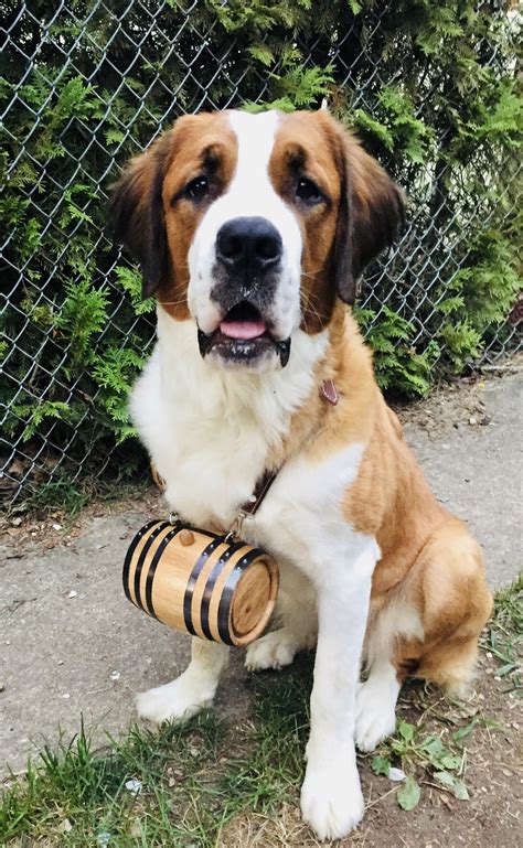 St. Bernard - Temperament, Lifespan, Shedding, Puppy