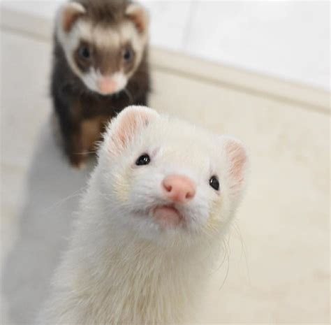 Adorable Ferrets Looking Up