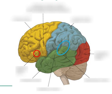 Image result for Broca's area Function