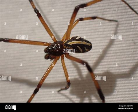 Western Black Widow (Latrodectus hesperus Stock Photo - Alamy