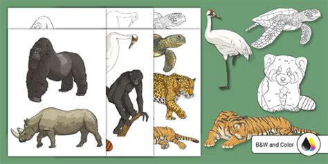 Endangered Animals Cutouts (teacher made) - Twinkl