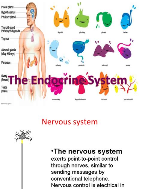 Image result for Endocrine System Lesson