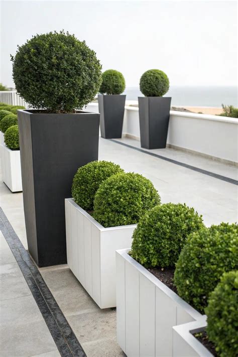 19+ Inspiring Boxwood Planter Ideas for Your Home
