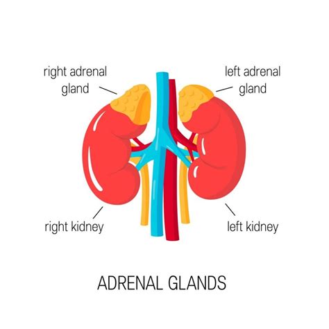 What is Addison's Disease? - Facty Health