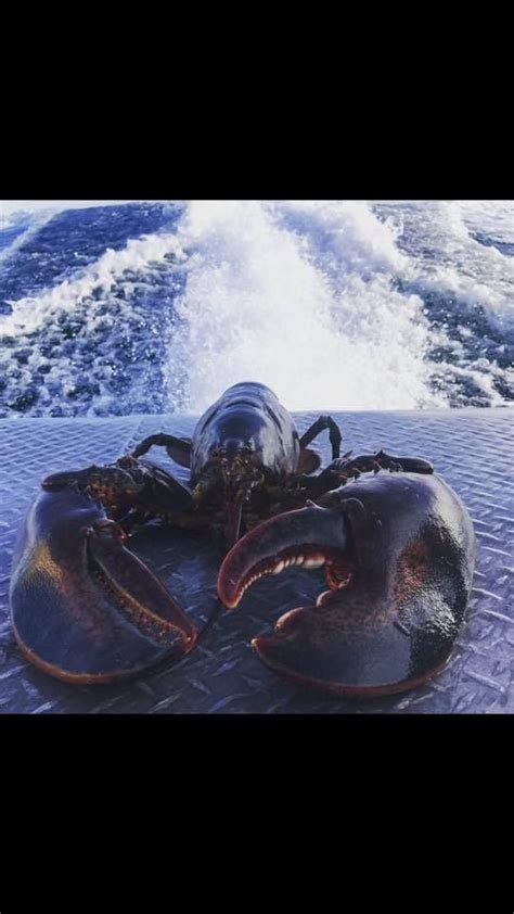 Fresh caught live Maine lobsters and crabs , Watertown Garden Center ...