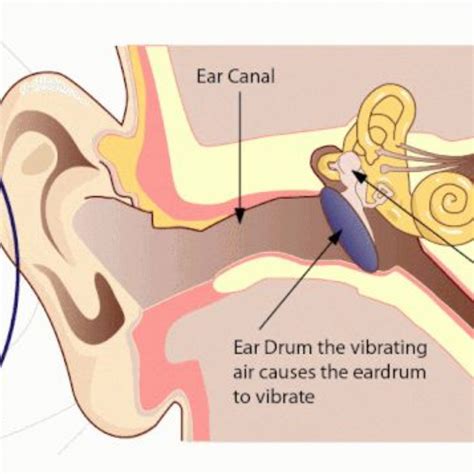 Dorchester Primary - How does the ear turn vibrations into sounds we ...