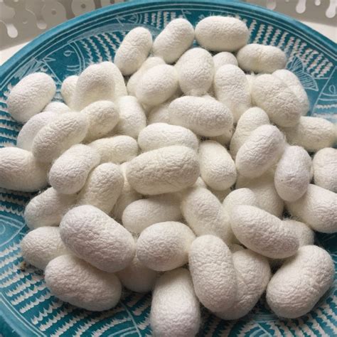 Buy Silk Cocoon Online In India - Etsy India