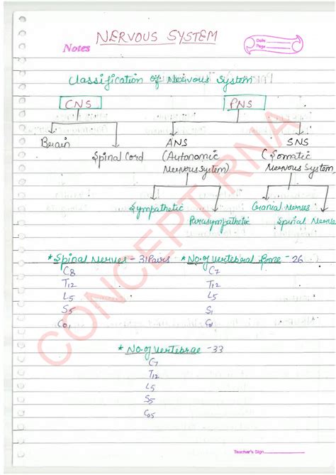 SOLUTION: Nervous system nursing handwritten class notes classification of nervous system 88 ...
