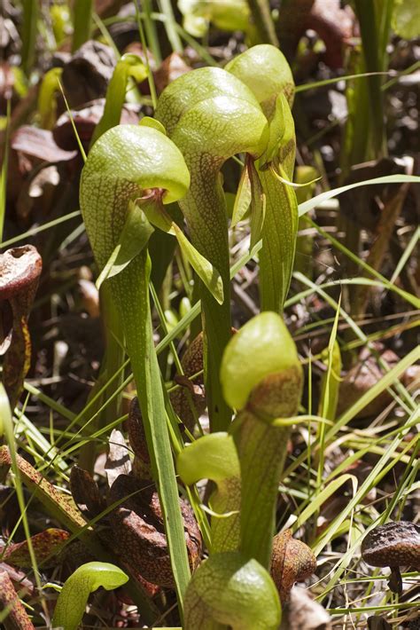 Free Stock Photo 3131-wild orchid plants | freeimageslive
