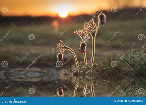 Image result for Spring Flowers Reflection