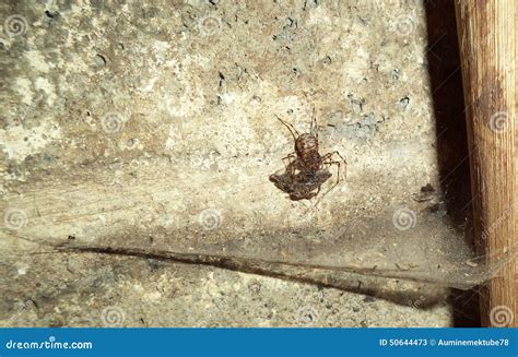 Spider on wall stock image. Image of wall, true, closeup - 50644473