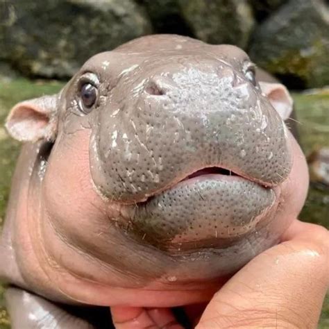 Here's The Ultimate Guide On How To Visit Moo Deng