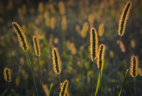 狗尾巴草特写虚化散景摄影高清jpg图片免费下载_编号vn3heey61_图精灵