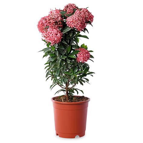 Ixora Pink – PLANTIFY