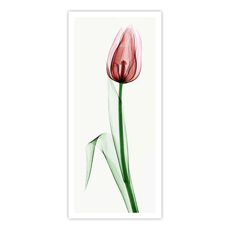 Tulip II – Calcuttan