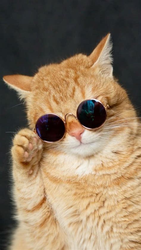 101 cats wearing sunglasses – Artofit
