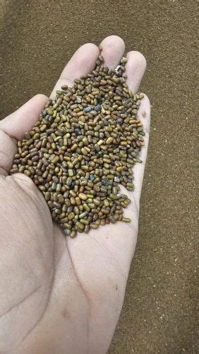 Sesbania Seeds - Herbal Sesbania Seed/ Dhaincha Seed Trader ...