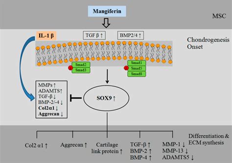 IJMS | Special Issue : The Chondrocyte Phenotype in Cartilage Biology