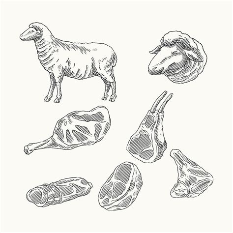 Lamb chop drawing Images - Free Download on Freepik