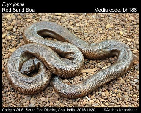 Eryx johnii (Russell,1801) - Red Sand Boa | Reptiles