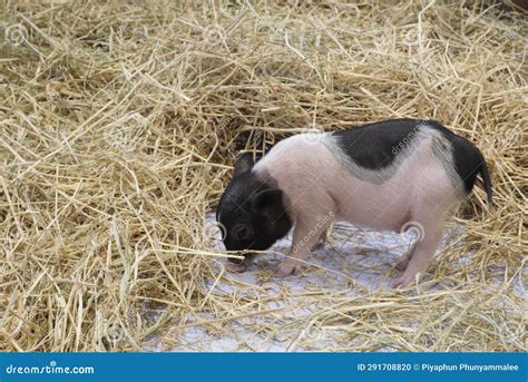 Picture There are Many Breeds of Dwarf Pigs that are Now Popularly ...