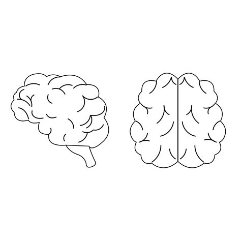 Brain Outline Top View