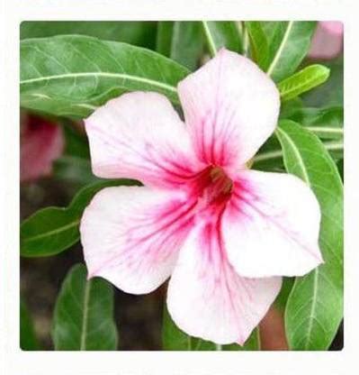 VibeX ® VXI-521 Adenium Obesum Desert Rose Impala Lily Seed Price in ...