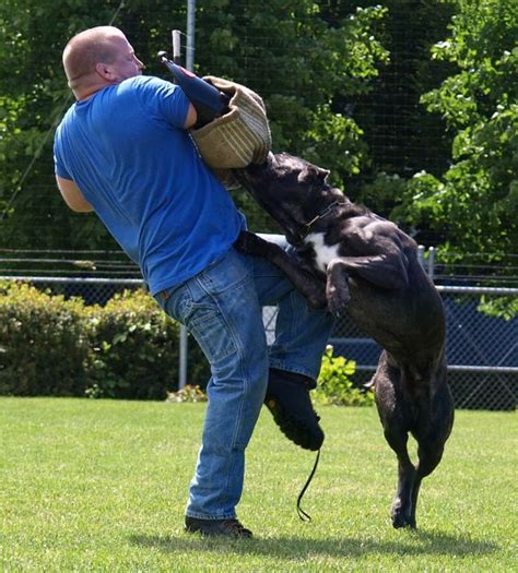 Cane Corso Protection 的图像结果
